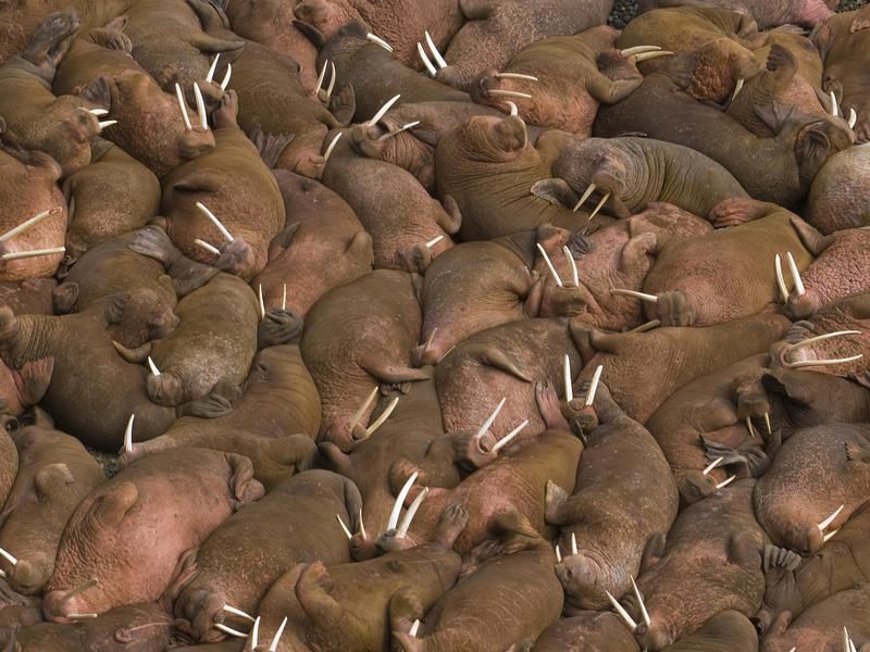 Walruses huddled together