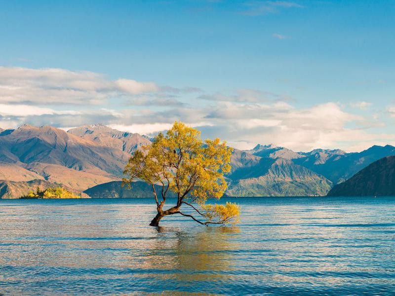 Wanaka Tree in New Zealand