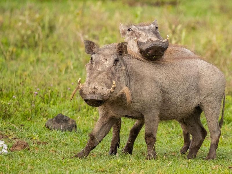 Warthogs playing