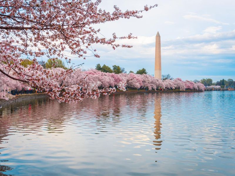 Washington D.C., at the tidal basin with Washington Monument