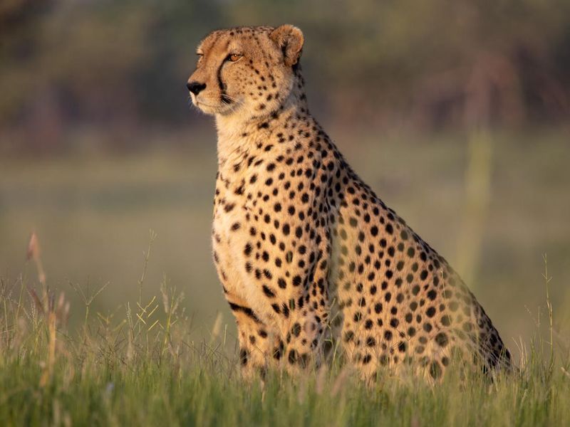 Watchful cheetah
