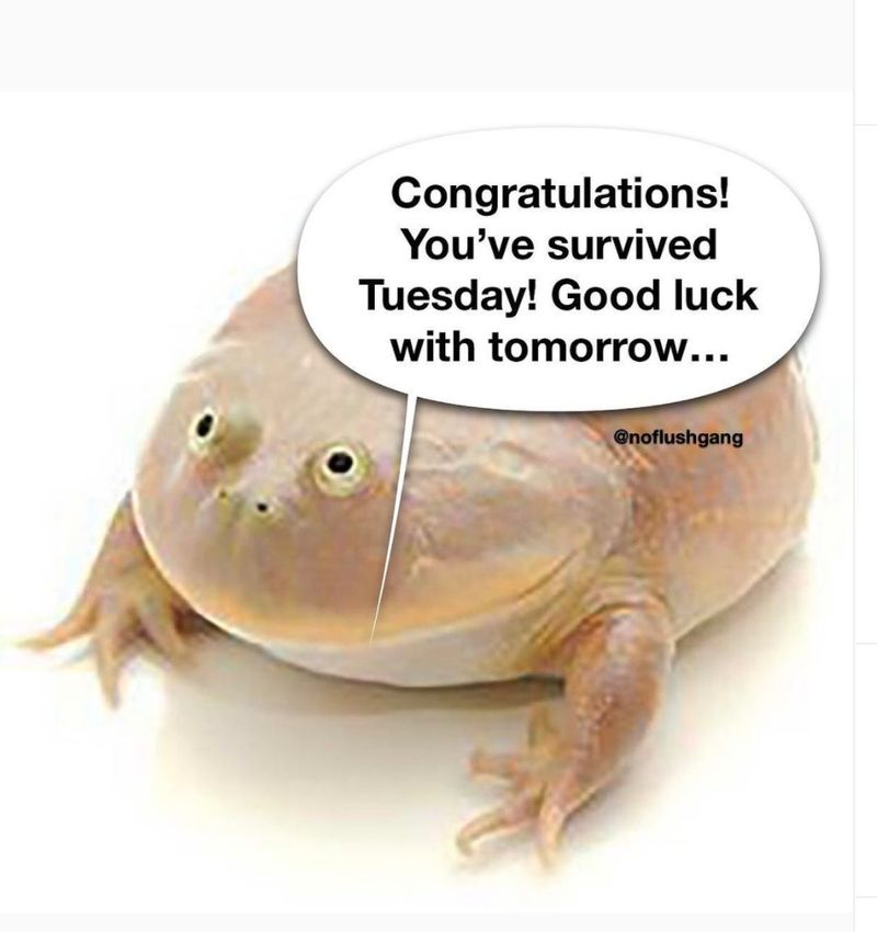 Wednesday frog meme