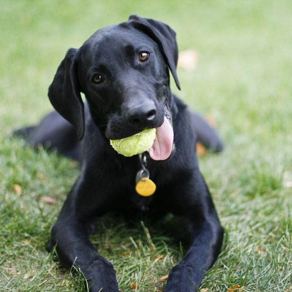 The Dos and Don'ts of Dog Toys