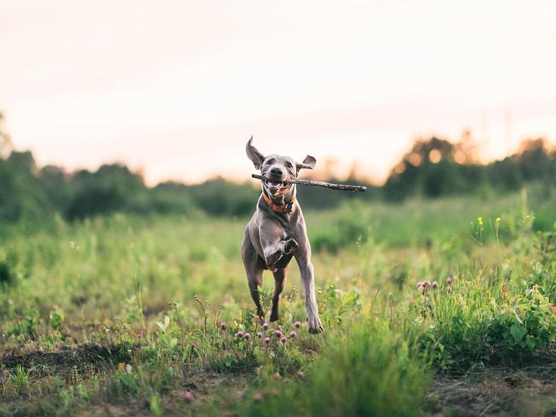 Weimaraner playing with stick in a field