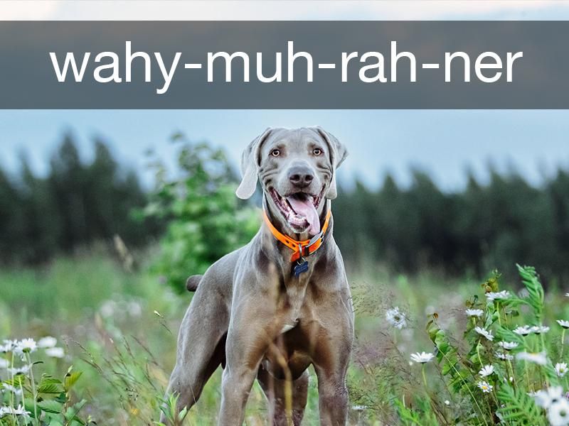 30 Commonly Mispronounced Words About Animals | Always Pets