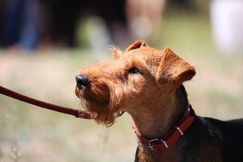 Welsh Terrier on a leash