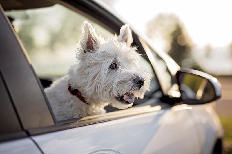 West Highland White Terrier looking out car window