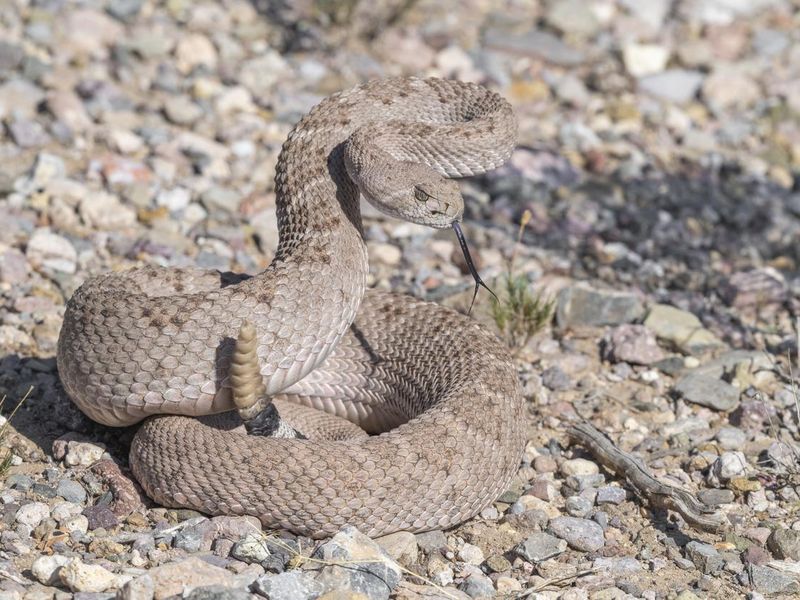 Western diamondback rattlesnake in Arizona ready to strike