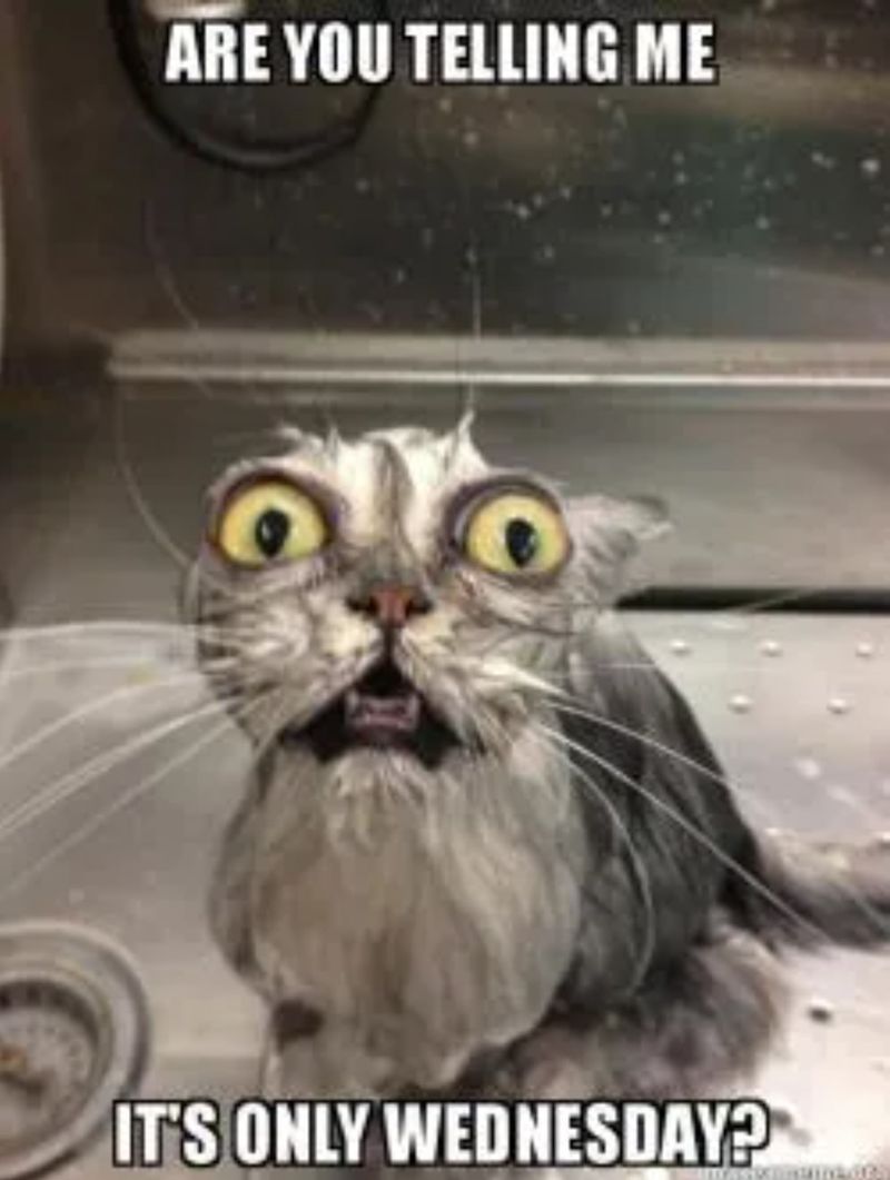 Wet cat Wednesday meme