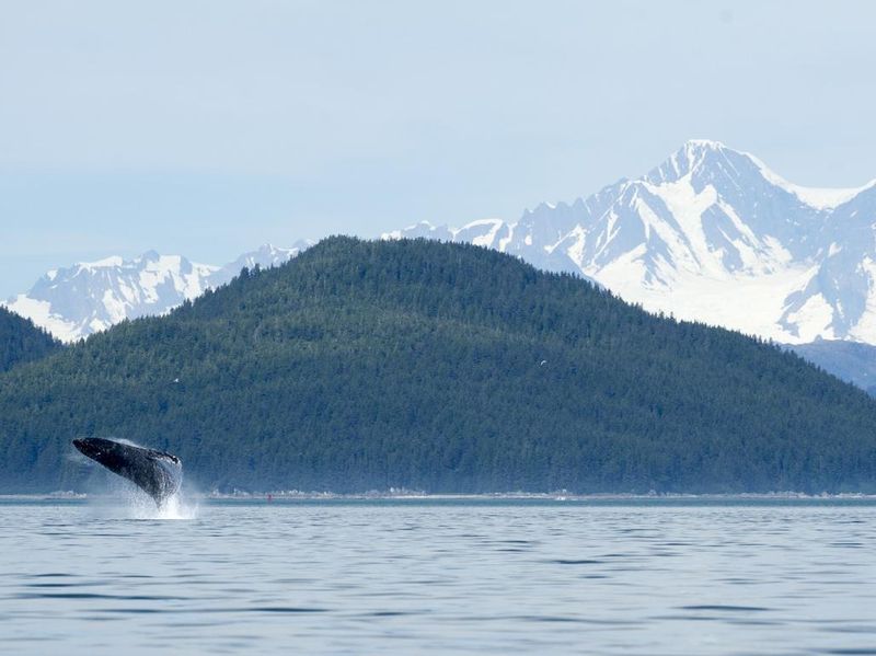 Whale breaching in Alaska's inside passage