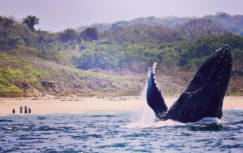 Whale in Sayulita