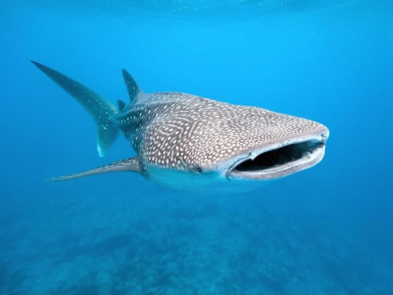 Whale Shark in the Phillippines