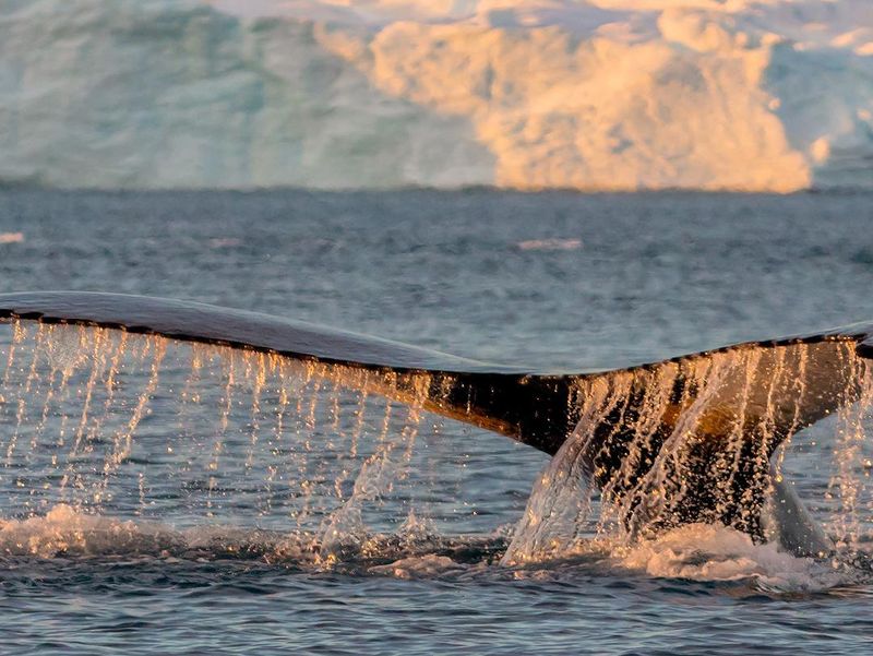Whale watching in Alaska on Silversea Cruise