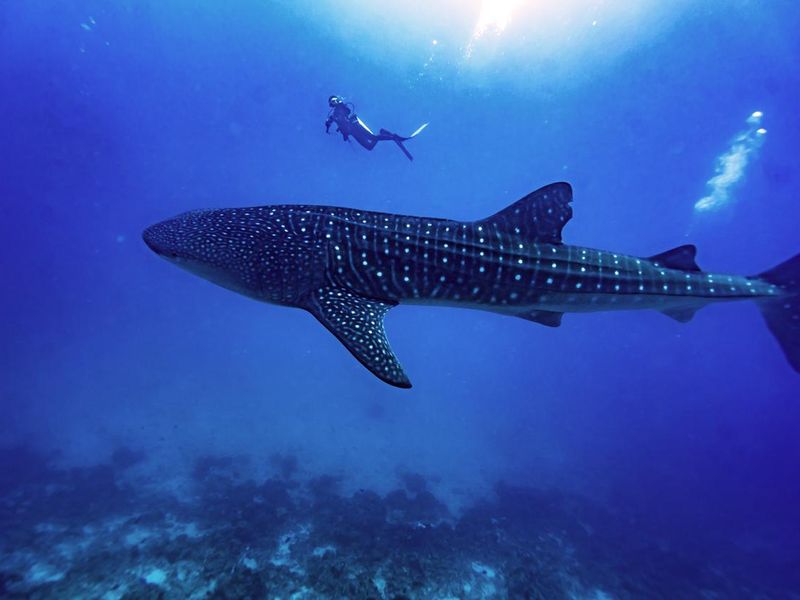 Whaleshark and diver