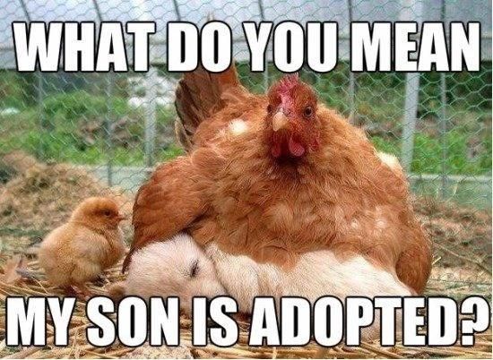 What do you mean my son is adopted?