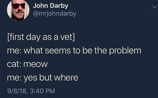 What seems to be the problem cat meme