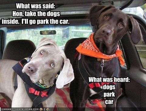 What was heard: Dogs, park, car