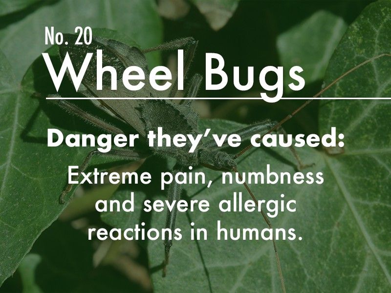 Wheel Bug dangers