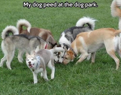 When your dog pees at the dog park