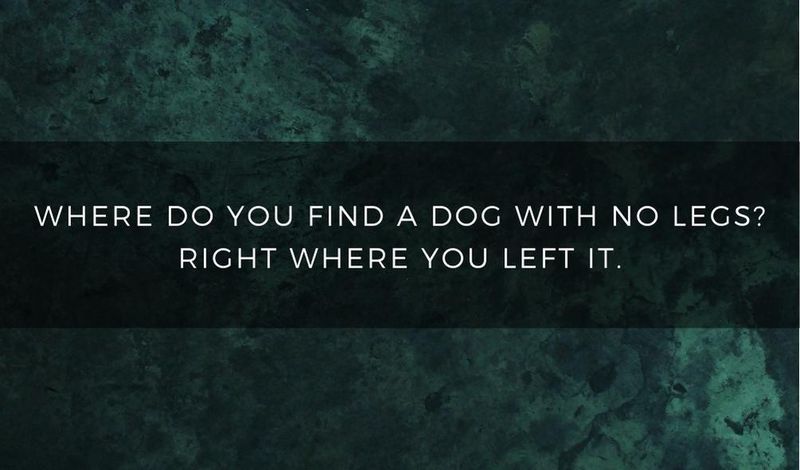 Where do you find a dog with no legs? Right where you left it.