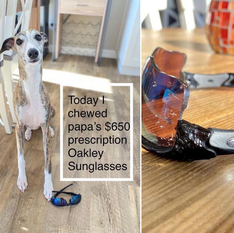 Whippet dog ate sunglasses