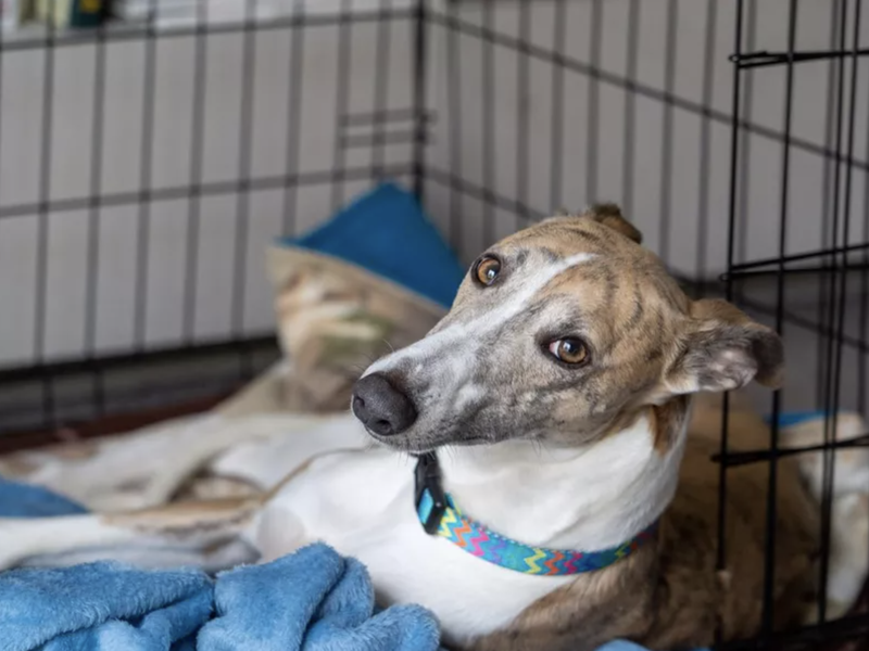 Whippet relaxing in a dog crate