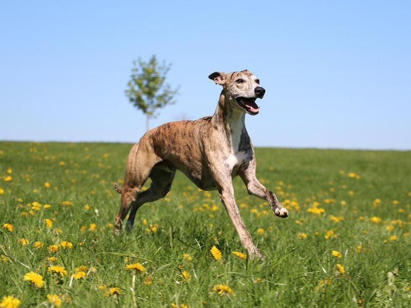 Whippets are quirky and friendly to humans
