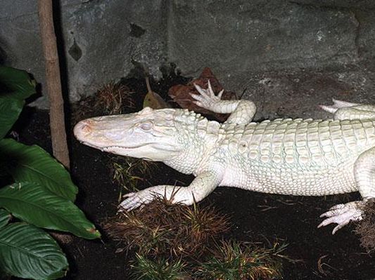 White alligator at the Louisville Zoo
