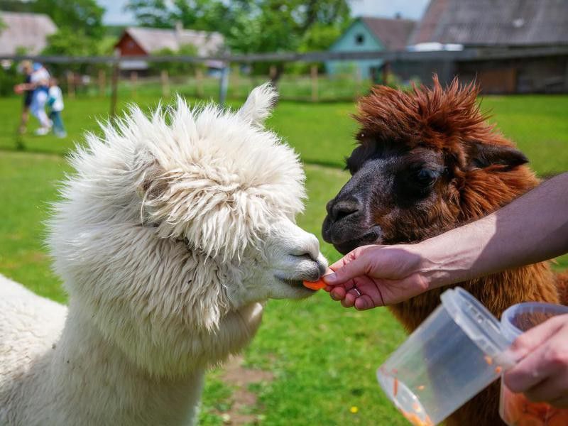White and brown alpacas eating carrot