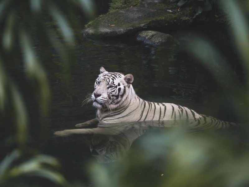 White Bengal Tiger in the wild