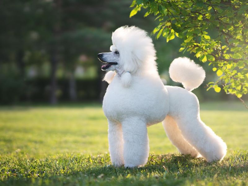White Big Royal Poodle Dog.
