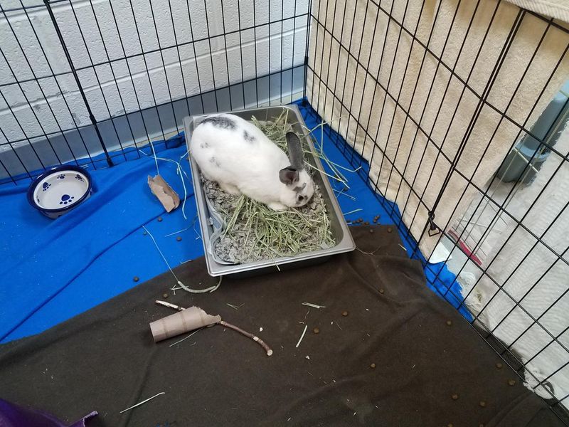 White bunny in cage or crate with litter box