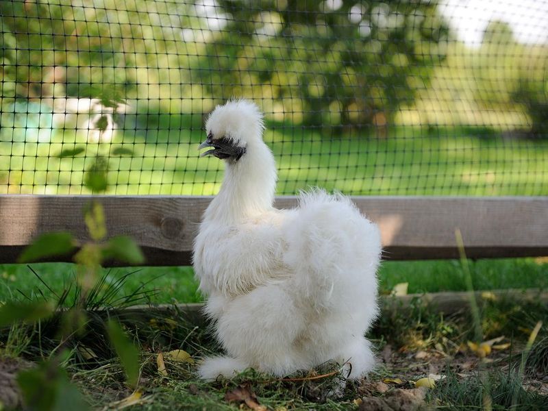 White Chinese Silkie Chicken Walking Outdooes