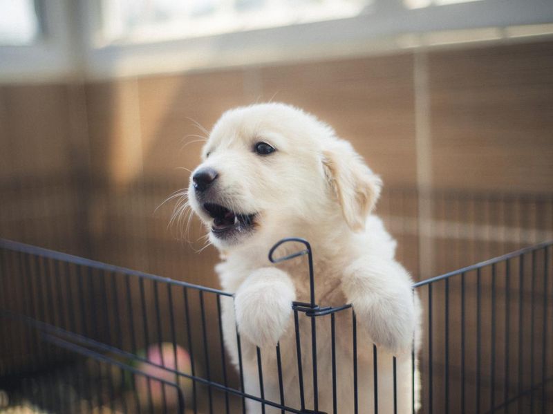 White golden r                                                                                                                                                                                                       etriever puppy in a cage for potty training