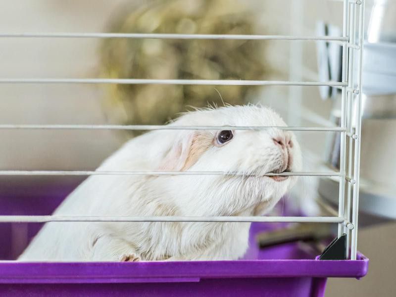White guinea pig in a cage