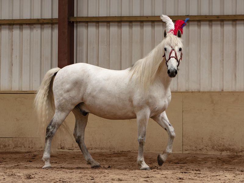 White Horse Wearing Crown