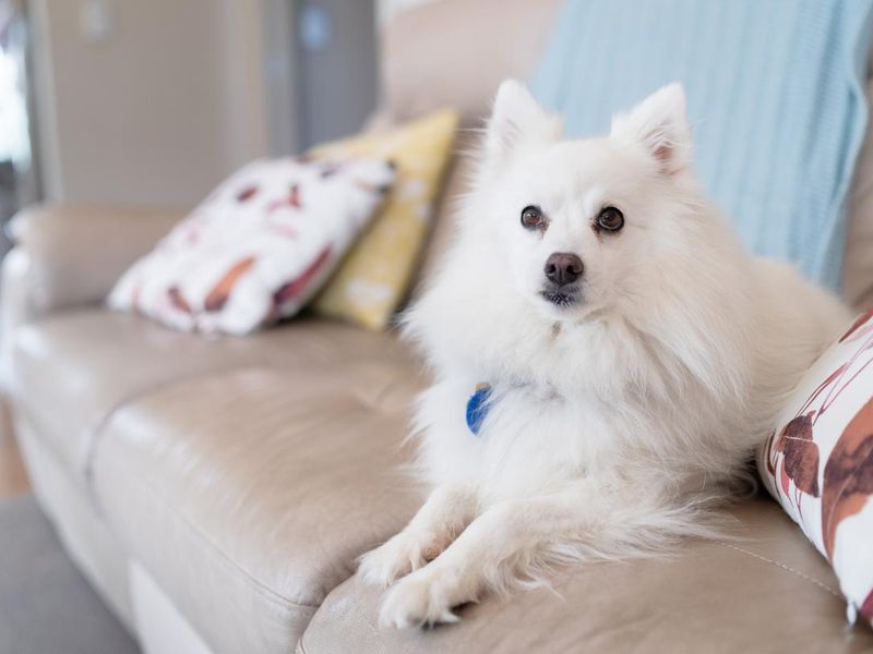 White Japanese Spitz at home sitting on cough.