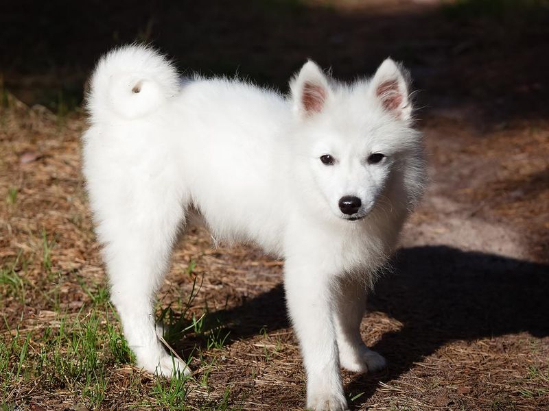 White Japanese Spitz puppy walking in the forest