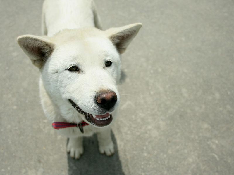 White Jindo dog behaving nicely