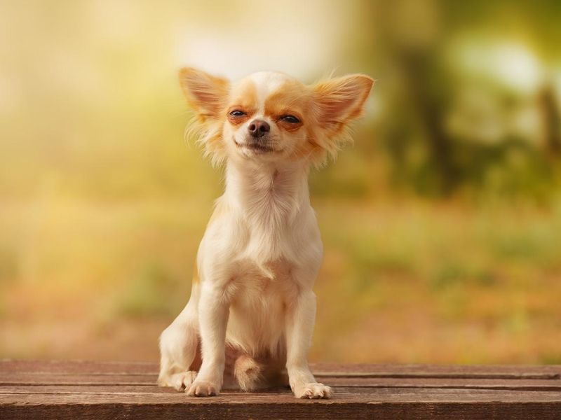 White long-haired Chihuahua puppy. Dog in nature.