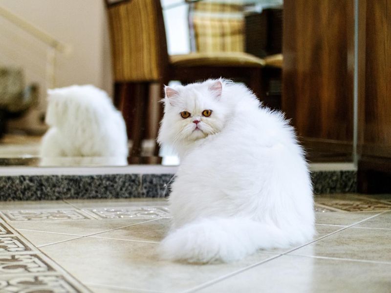 White Persian cat at home