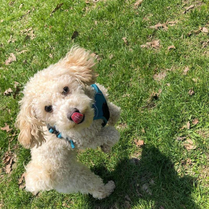 White poodle at the park with its tongue out