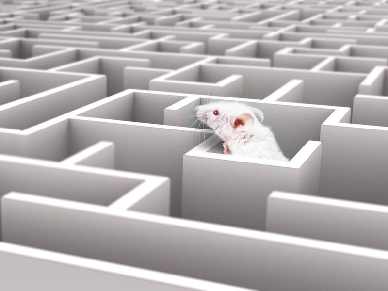 White rat in maze