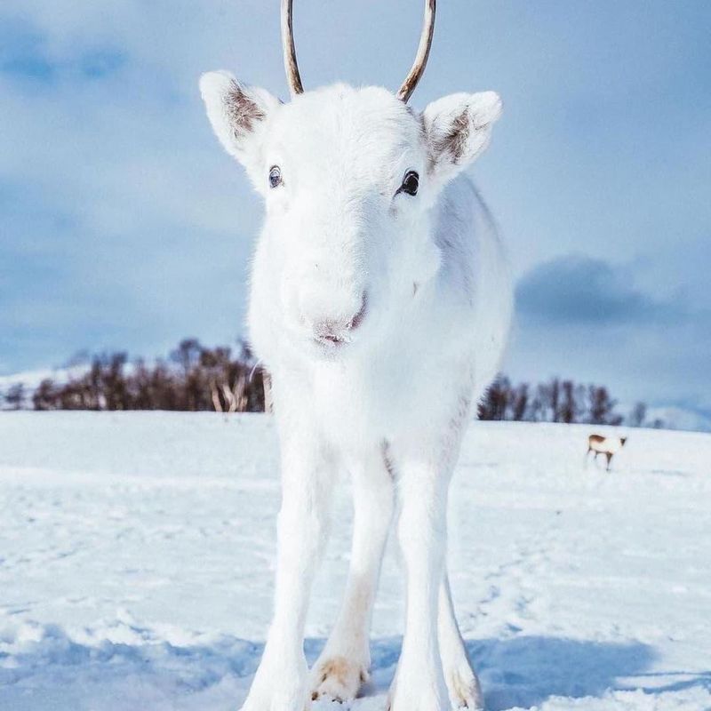 White Reindeer in Lofoten