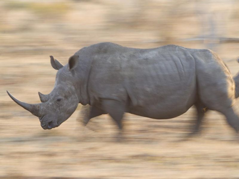 White rhino running in South Africa