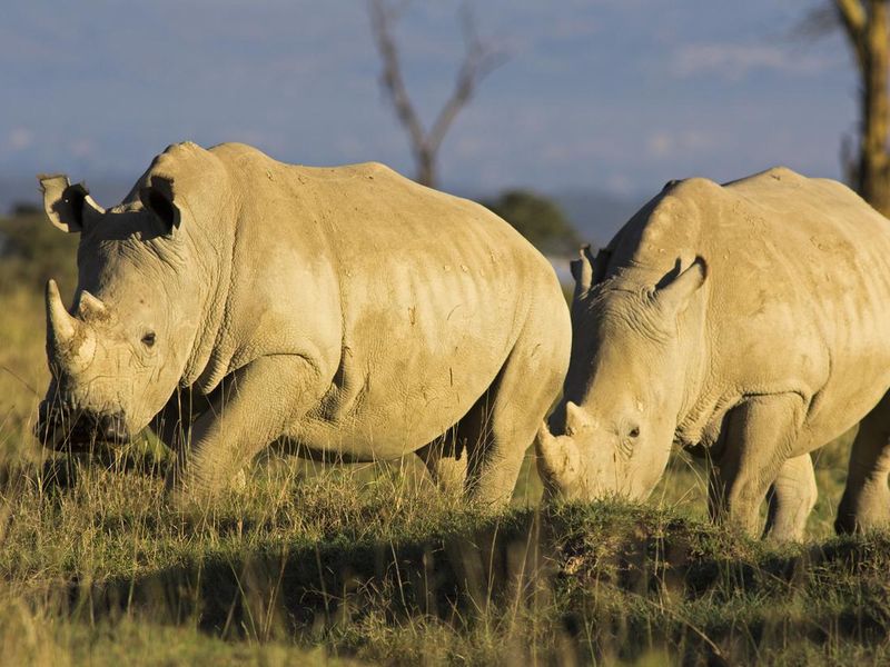 White rhinos in South Africa