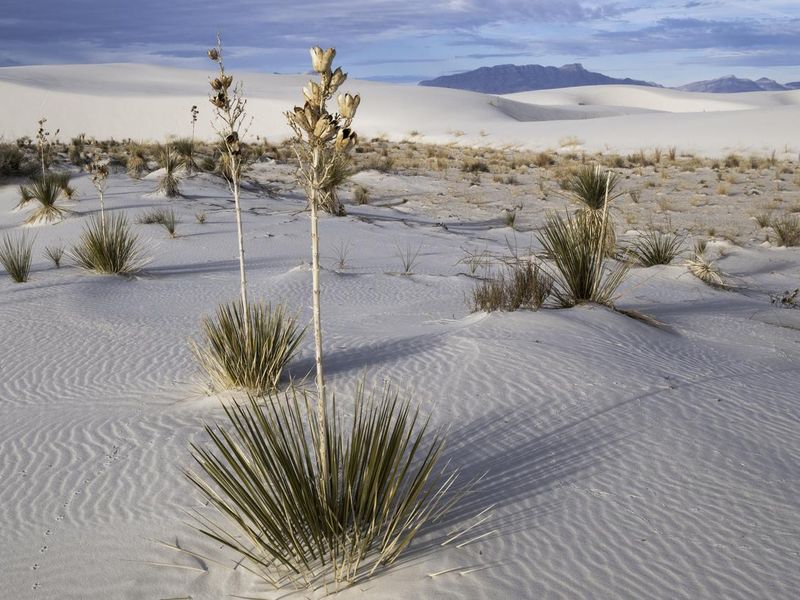 White Sands National Park flora