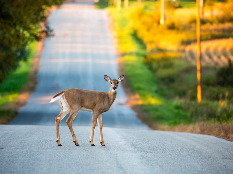 White tail deer  in the middle of a Wisconsin road