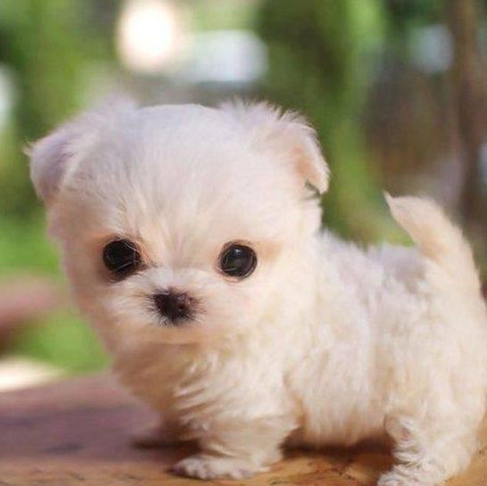 White teacup puppy