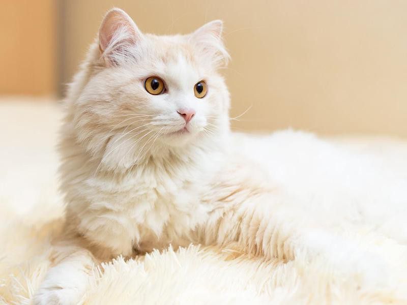 White turkish angora cat